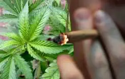 Во время обыска в Мелле обнаружили плантацию конопли