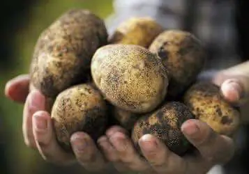 Два омича делали закладки наркотиков в разбросанном по городу картофеле