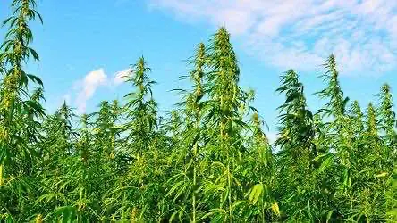 Фермеры Орегона активно заменяют психоактивную коноплю техническими разновидностями растения
