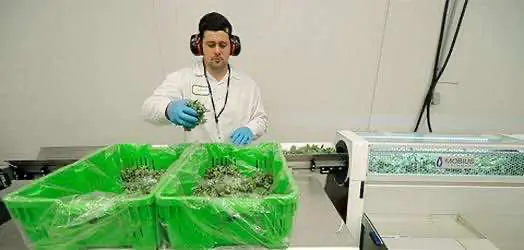 Канада вплотную приблизилась к наступлению полной легализации конопли