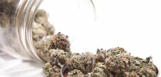 Ученые выяснили, что курение марихуаны помогает защитить печень от воздействия алкоголя