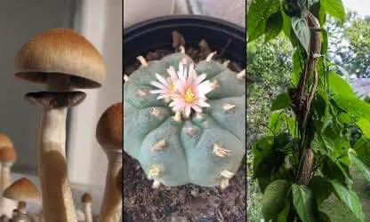 В Калифорнии скоро одобрят закон, разрешающий хранение психоделиков