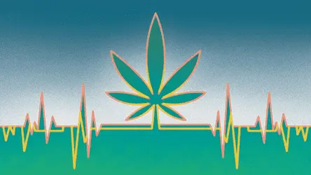 Потребители каннабиса с сердечными заболеваниями реже умирают в больницах: исследование