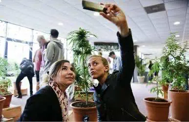 Успехи и провалы Уругвая на ниве легализации марихуаны