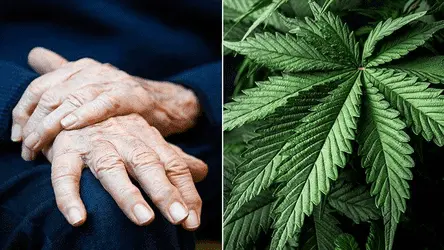 Каннабис может снижать симптомы болезни Паркинсона: исследование