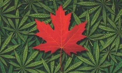 Эксперты сообщают, что легализация помогает Канаде бороться с безработицей