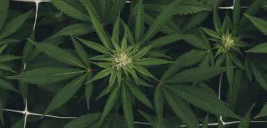 Основатель Pornhub инвестирует в немецкий стартап каннабиса