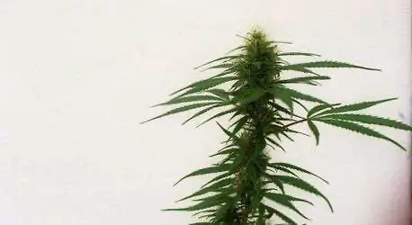 Юридический комитет при Конгрессе США отклонил рассмотрение билля о реформе отношений банков и конопляного бизнеса