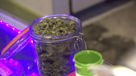 Скоро пациенты Нью-Джерси забудут об очередях за рецептом на марихуану