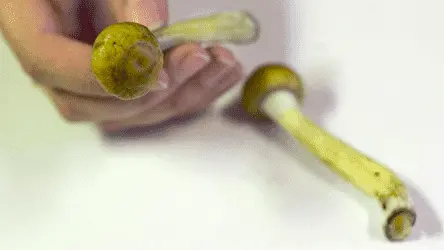 В Вашингтоне возможна декриминализация психоделиков