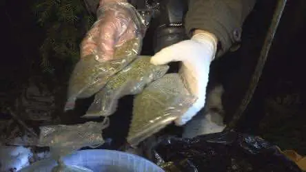 В лесу под Великим Новгородом обнаружили тайник с наркотиками