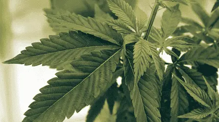 Мэры Денвера и Торнтона формально присоединились к национальному движению конопляной реформы