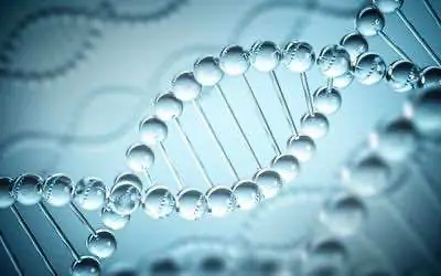 Учёные выявили хромосомы, отвечающие за выделение ТГК и КБД