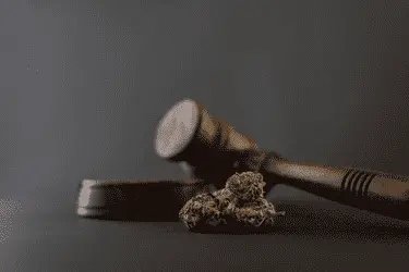 Чиновники Флориды против проведения голосования по легализации каннабиса