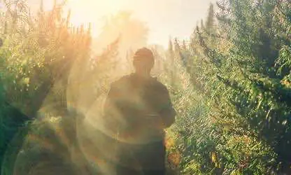 Коренные нации Канады объявили о создании собственных кодексов в отношении регулирования конопли