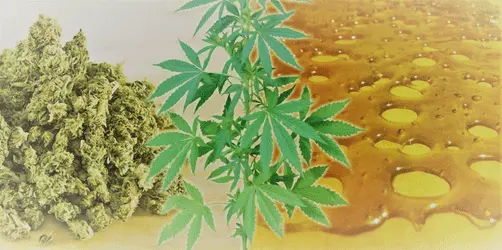 Концентраты действуют не сильнее соцветий каннабиса: исследование