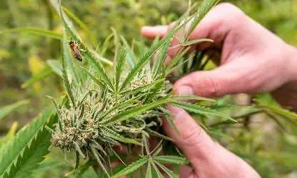 Федеральное правительство США ищет помощь частных компаний в производстве конопли для научных исследований