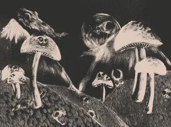 Американские фармацевты утверждают, что нашли средство от грибного бэд-трипа