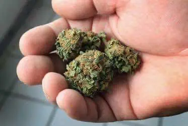  В системе распространения терапевтической конопли в Германии наблюдаются серьёзные сбои, несмотря на 2 года работы