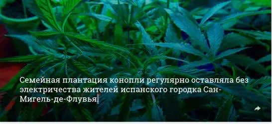 Семейная плантация конопли стала причиной блэкаута в городке в Испании