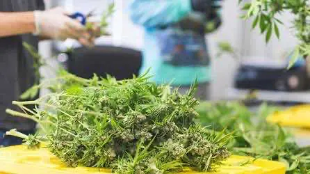 По подсчётам экспертов, на складах Орегона находится около миллиона фунтов нераспроданной марихуаны