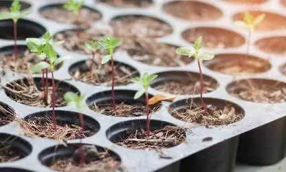 Известный издатель видеоигр анонсировал разработку симулятора легального конопляного бизнеса