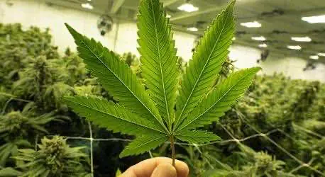 Калифорнийский рынок легальной конопли рискует столкнуться с риском перепроизводства продукции