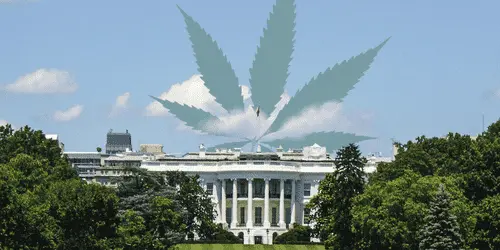 Рекреационные потребители каннабиса теперь могут работать в Белом доме