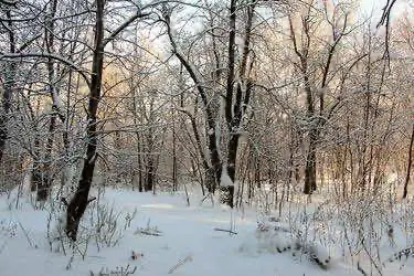 В лесу на окраине Саратова задержали девушку с килограммом наркотиков