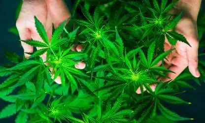 Парламент Нью-Джерси приступил к рассмотрению развёрнутого проекта по легализации рекреационной марихуаны