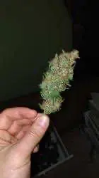 Основы основ конопляной кулинарии.  