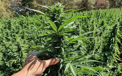 Правительство США выделяет 10 миллионов долларов на изучение промышленной конопли