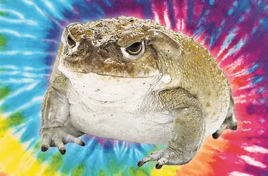 Учёные проведут клинические испытания яда психоделической жабы за 80 миллионов долларов