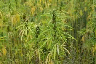  В Азии впервые задумались о легализации марихуаны