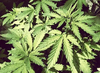 Нижняя палата парламента Нидерландов одобрила выращивание марихуаны