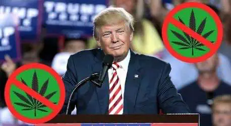 Администрация Трампа сформировала секретный комитет для препятствования продвижению конопляных реформ