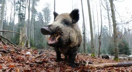 Дикие кабаны поживились кокаином на 20 000 долларов