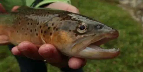Исследование: рыбы в загрязнённых водоёмах могут быть зависимы от метамфетамина