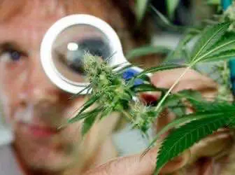 Первый центр лечения медицинской марихуаной откроют в США