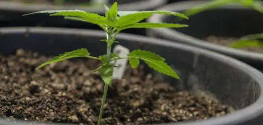 Новое правительство Австрии планирует запретить семена конопли и клоны марихуаны