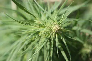 В день инаугурации Трампа в Вашингтоне раздадут 4,2 тысячи сигарет с марихуаной