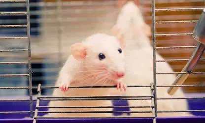 Новое исследование выявило, что конопля вызывает изменения в структуре мозга крыс, получавших каннабиноиды в утробе