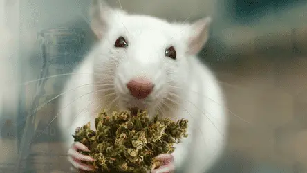 Учёные обнаружили, что крысы стремятся курить траву, если есть такая возможность