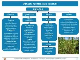 Состояние производства конопли и перспективы развития коноплеводства в России