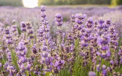 Что такое линалоол, и как он влияет на физиологические эффекты марихуаны