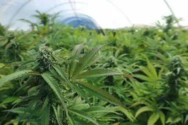 Канада может выйти из дефицита легальной конопли скорее, чем полагали эксперты