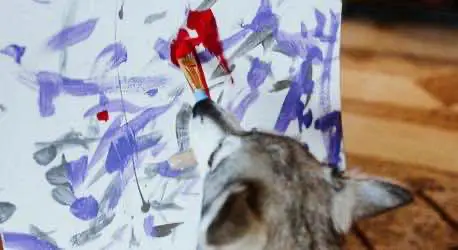 В вашингтонской галерее можно купить картину, нарисованную собакой, и получить травку в подарок