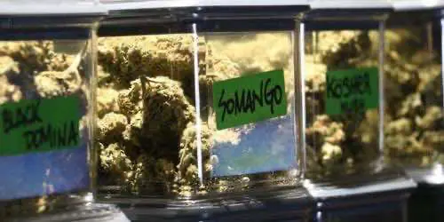 Конопляные клубы в Барселоне оказались под угрозой закрытия