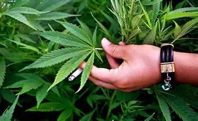 Конгресс США расширяет возможности исследования каннабиса для учёных