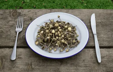 Один грибной трип может побороть тягу к никотину: исследование